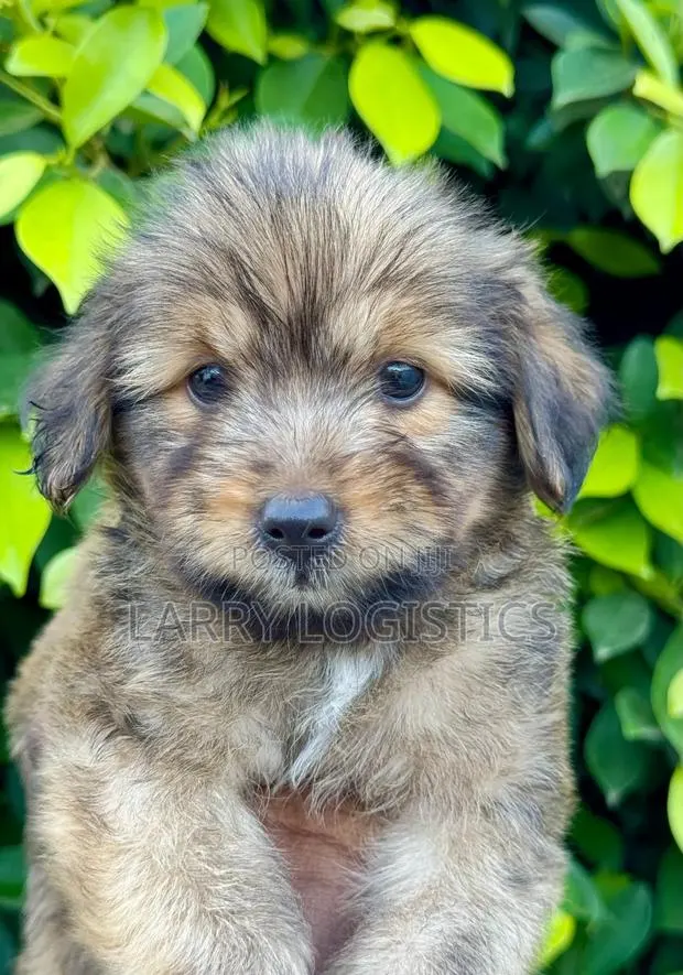 1-3 months Male Purebred Poodle · Photo 1