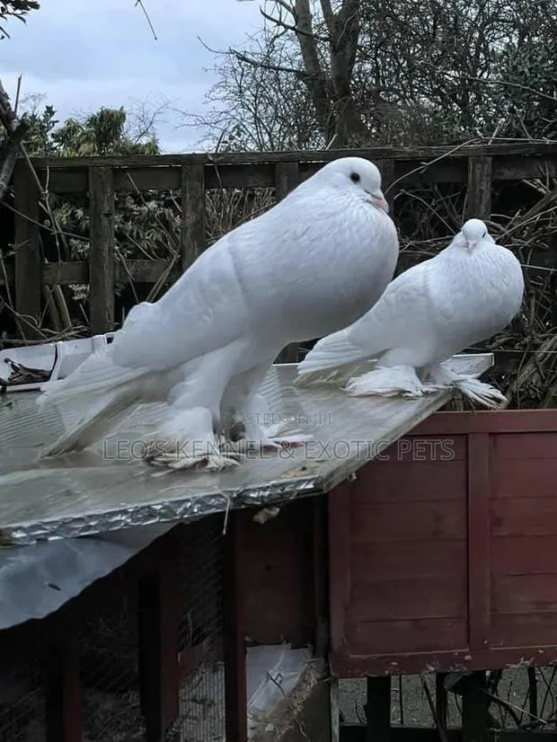 Pomeranian Pouter Pigeons · Photo 1