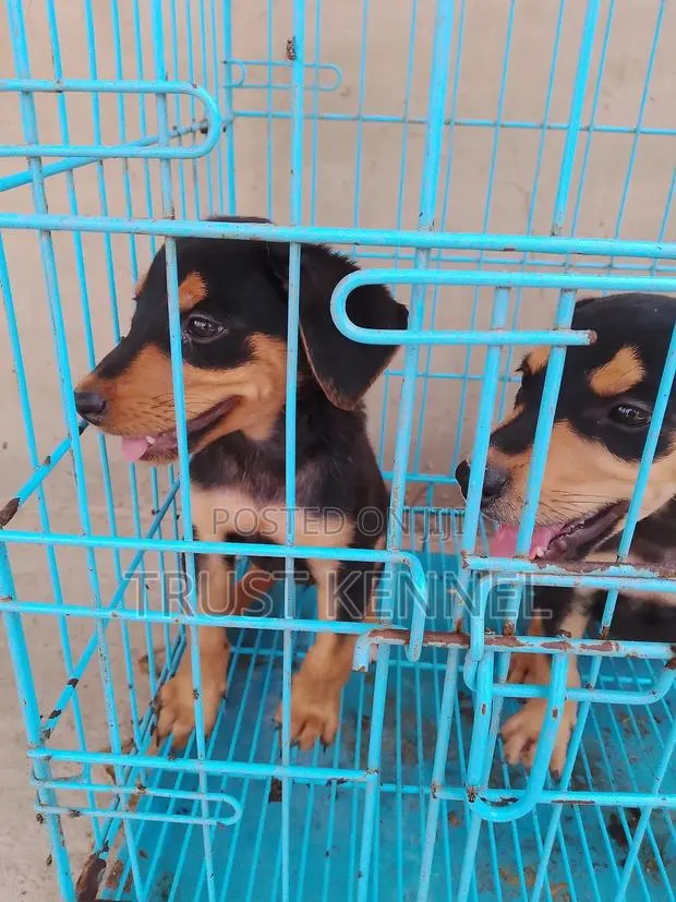 1-3 months Female Purebred Doberman Pinscher · Photo 1
