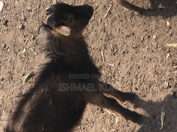 Male Goat for Sale for Christmas · Photo 1