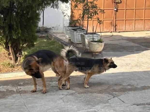 German Shepherd Stud Service Available · Photo 3