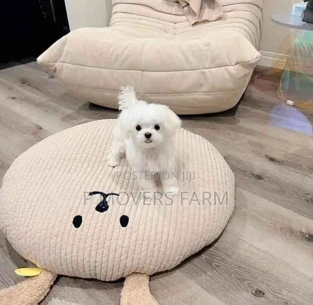1-3 months Male Purebred Poodle · Photo 1