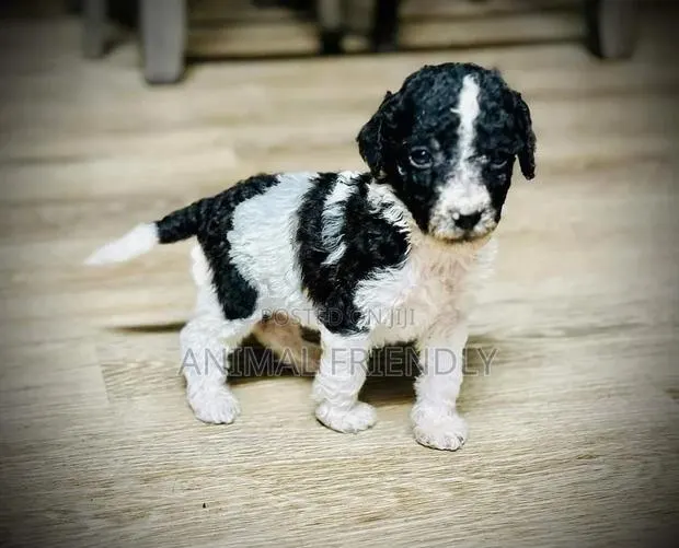 1-3 months Male Purebred Poodle · Photo 1