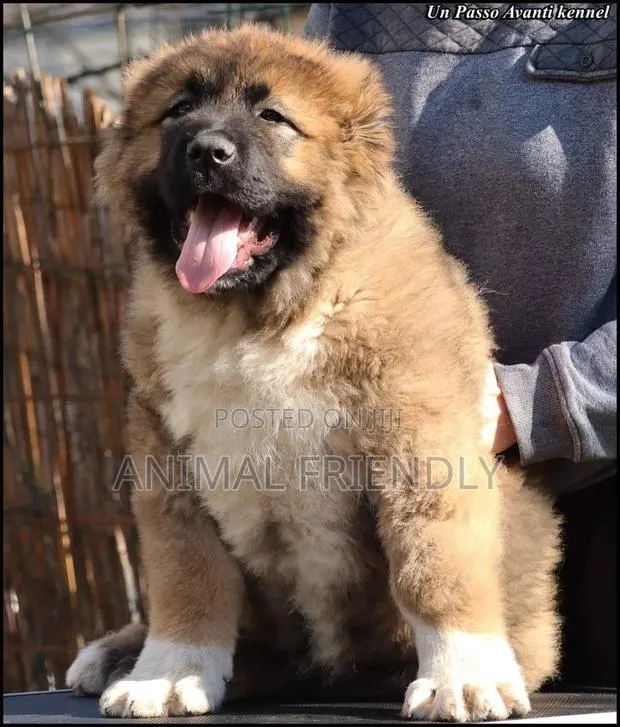 1-3 months Male Purebred Caucasian Shepherd · Photo 1