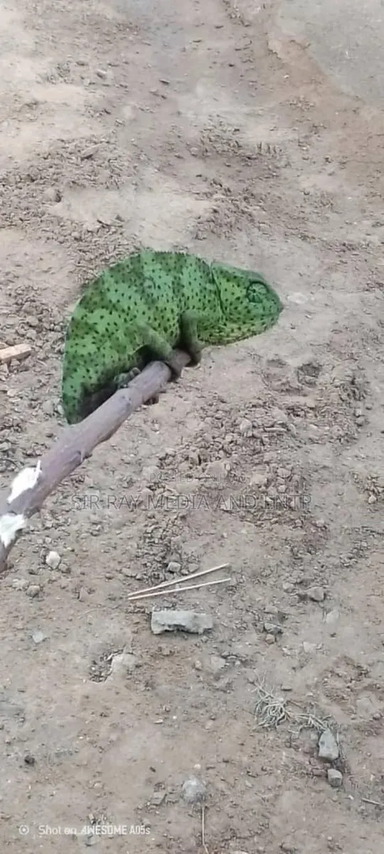 Chameleon Production Farms · Photo 2