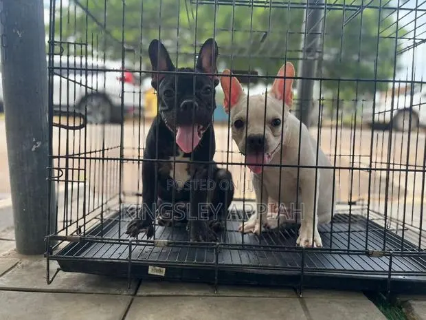 1-3 months Male Purebred French Bulldog · Photo 1