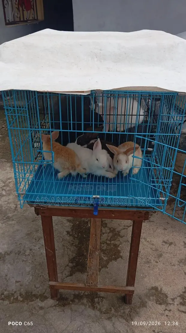 Promotion, Get Two Rabbit and Cage · Photo 1
