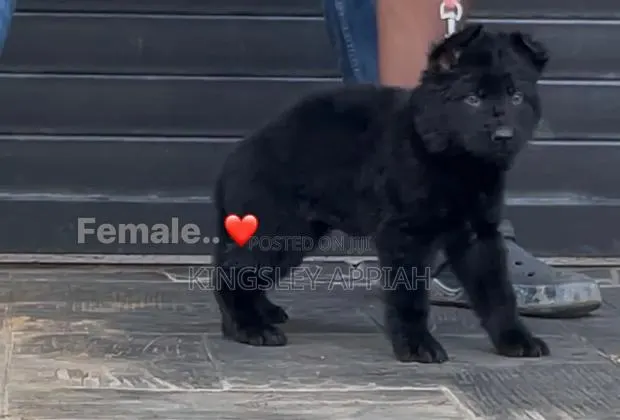 1-3 months Male Purebred German Shepherd · Photo 1
