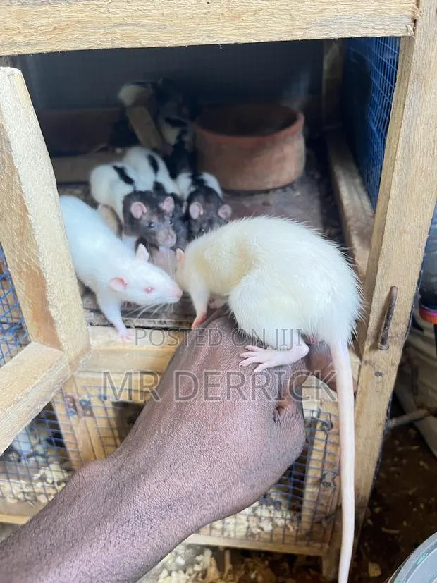 Albino Pet Mouse · Photo 1