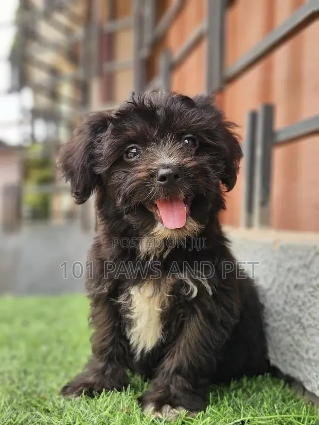 1-3 months Male Purebred Poodle · Photo 1