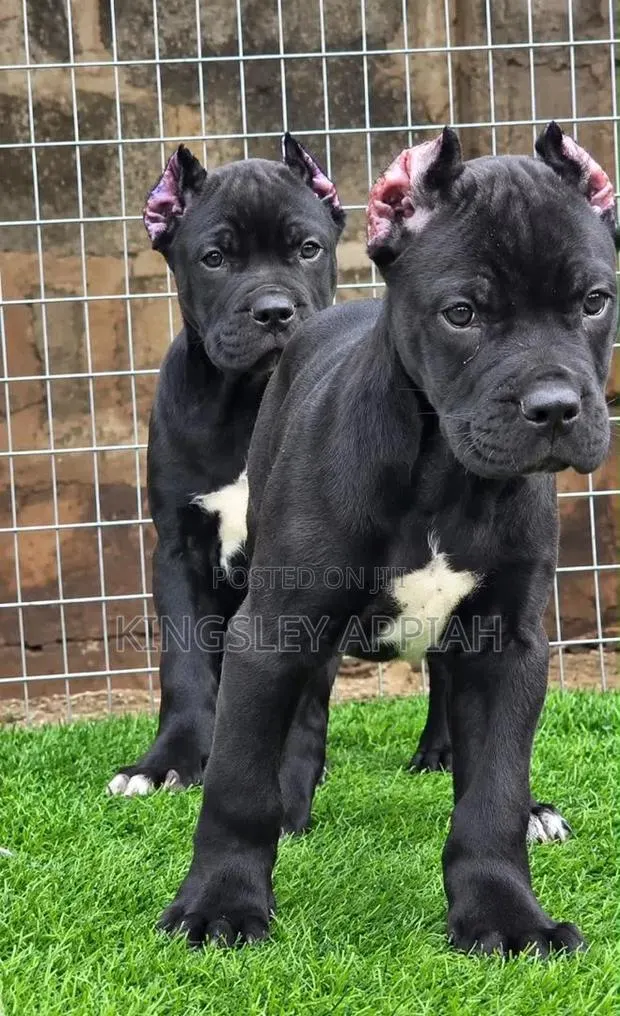 1-3 months Male Purebred Cane Corso · Photo 1