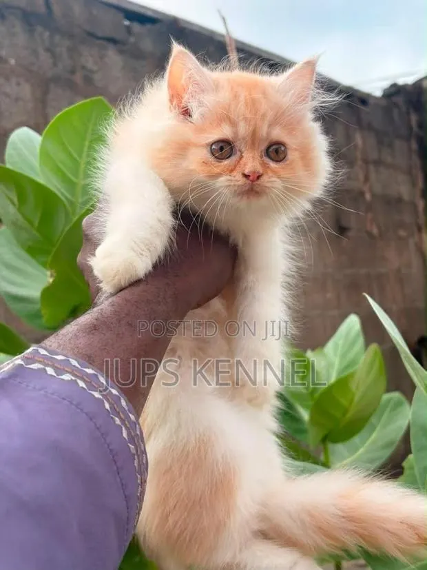 1-3 months Male Purebred Persian · Photo 1