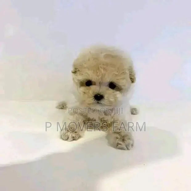 1-3 months Male Mixed Breed Poodle · Photo 1