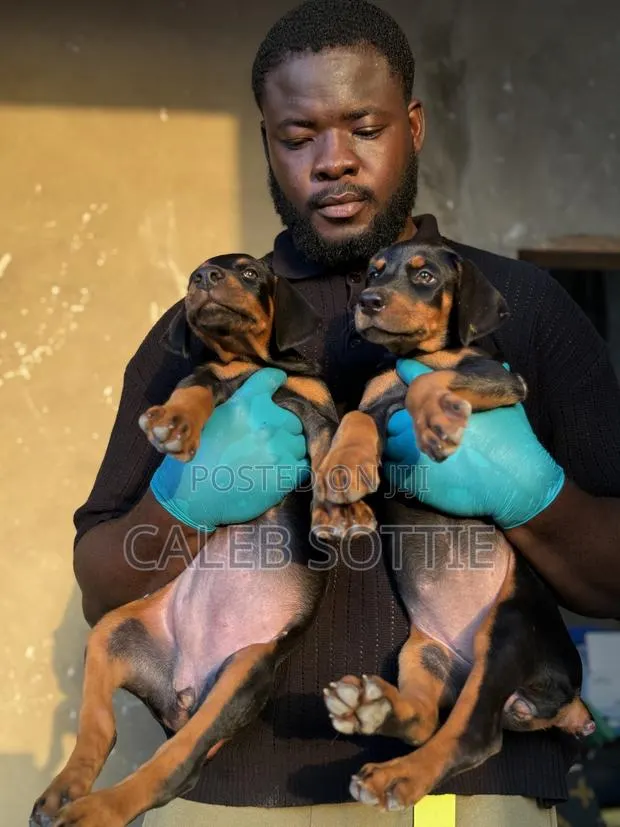 1-3 months Female Purebred Doberman Pinscher · Photo 1