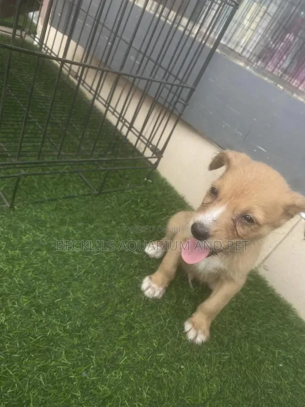 1-3 months Female Purebred Dog · Photo 1