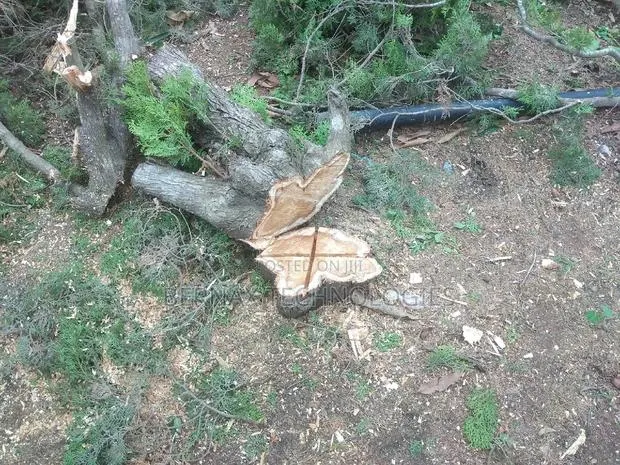 Chainsaw Operator(Tree Cutter) · Photo 1