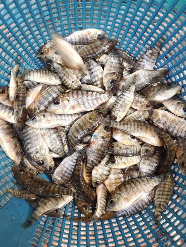 Tilapia Fingerlings · Photo 1