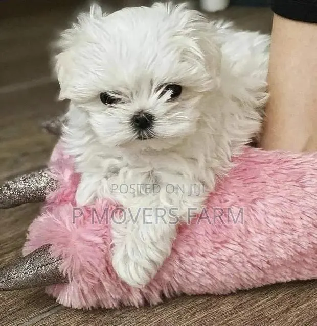 1-3 months Male Purebred Maltese · Photo 1