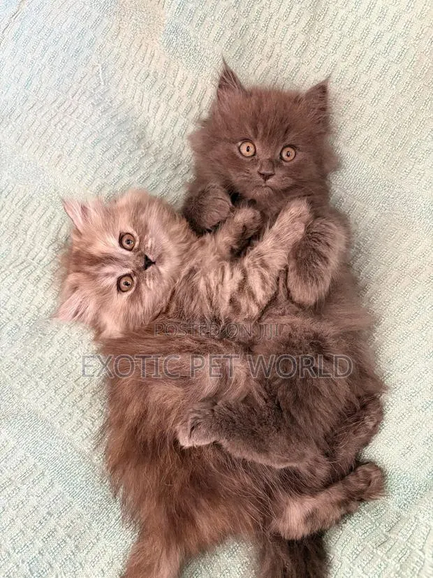1-3 months Female Purebred Persian · Photo 1