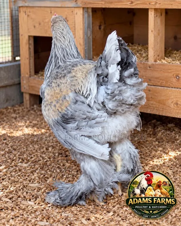 5-Month-Old Brahma Males – Different Colors Available · Photo 1
