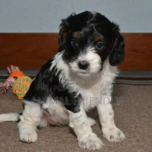 1-3 months Male Purebred Poodle · Photo 1