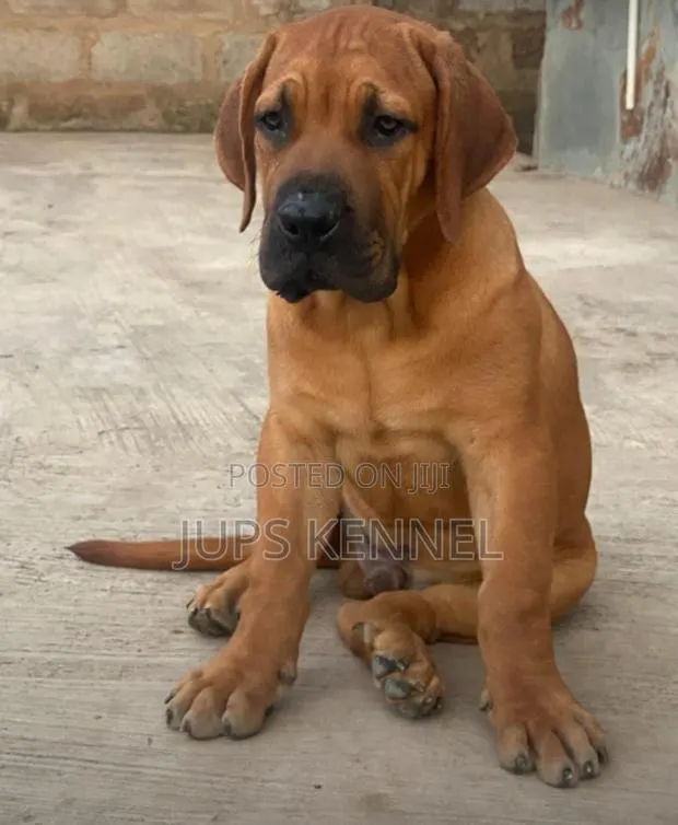 1-3 months Male Purebred Boerboel · Photo 1
