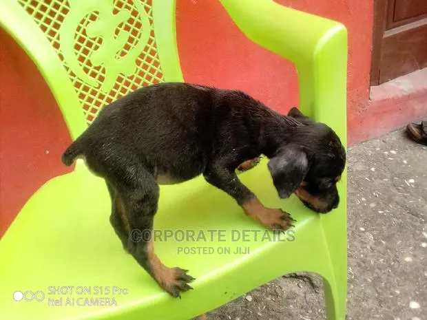 1-3 months Female Purebred Doberman Pinscher · Photo 1