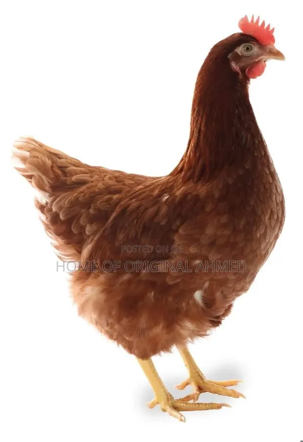 Lohmann Dayold Chicks Layers · Photo 1