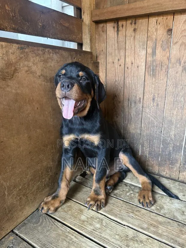 1-3 months Male Purebred Rottweiler · Photo 1