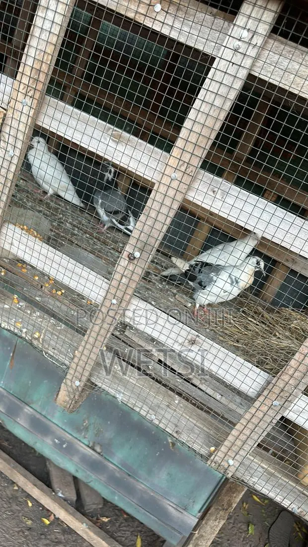 Pigeon/Dove · Photo 3