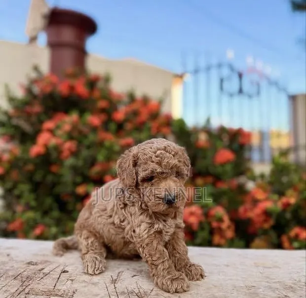 1-3 months Female Purebred Poodle · Photo 1