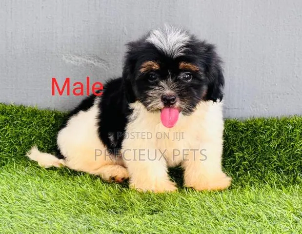 1-3 months Male Purebred Lhasa Apso · Photo 1