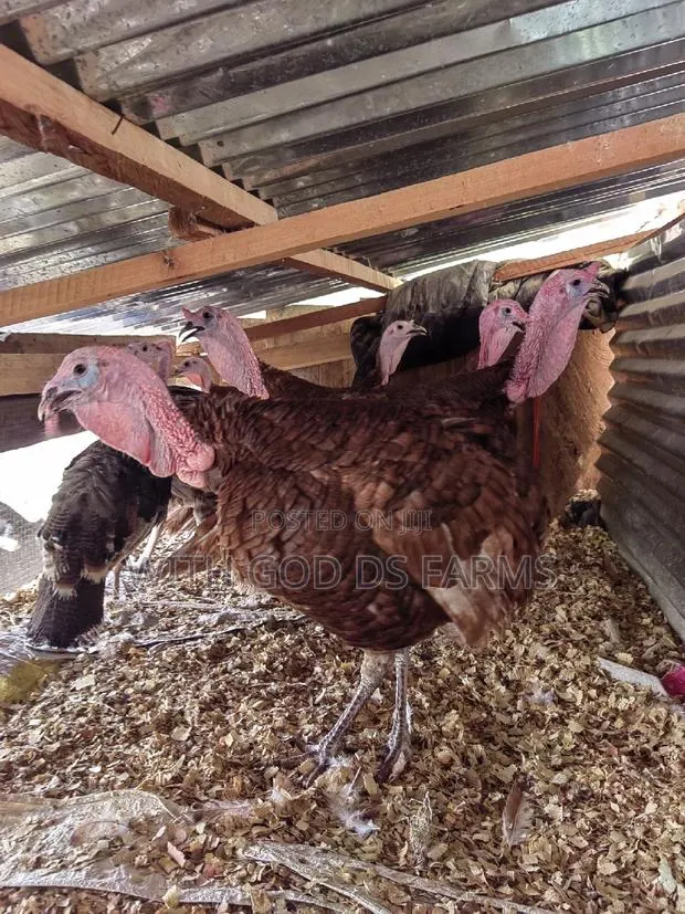 Brown Turkey or Bourbon Red Turkey Available · Photo 1