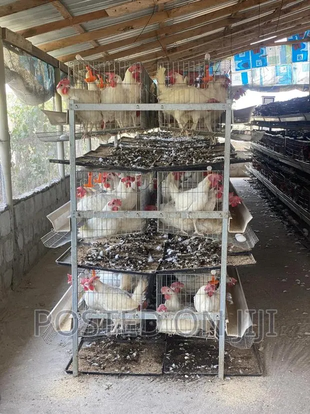 Imported Cages · Photo 1