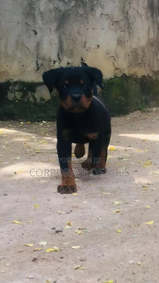 1-3 months Female Purebred Rottweiler · Photo 1