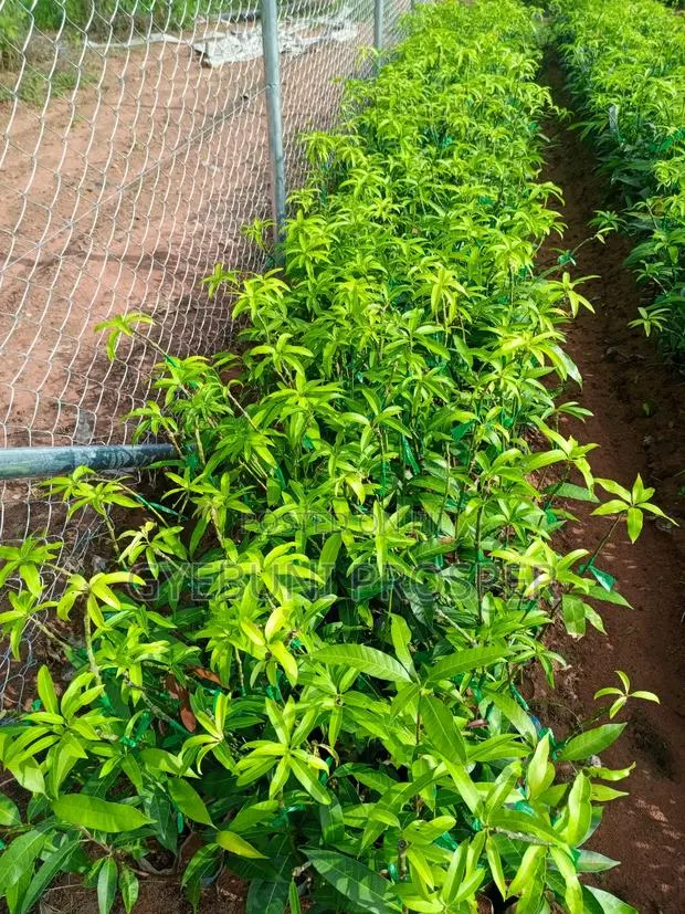 Grafted Mangoes · Photo 1