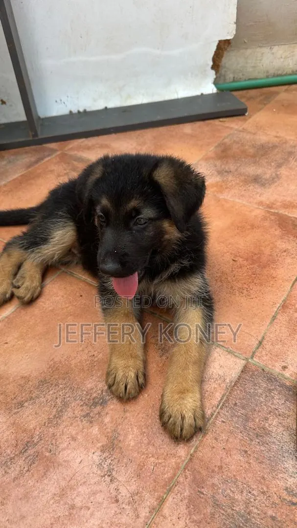 1-3 months Male Purebred German Shepherd · Photo 1