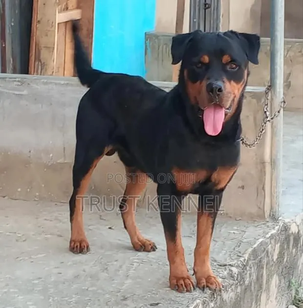 6-12 months Male Purebred Rottweiler · Photo 1