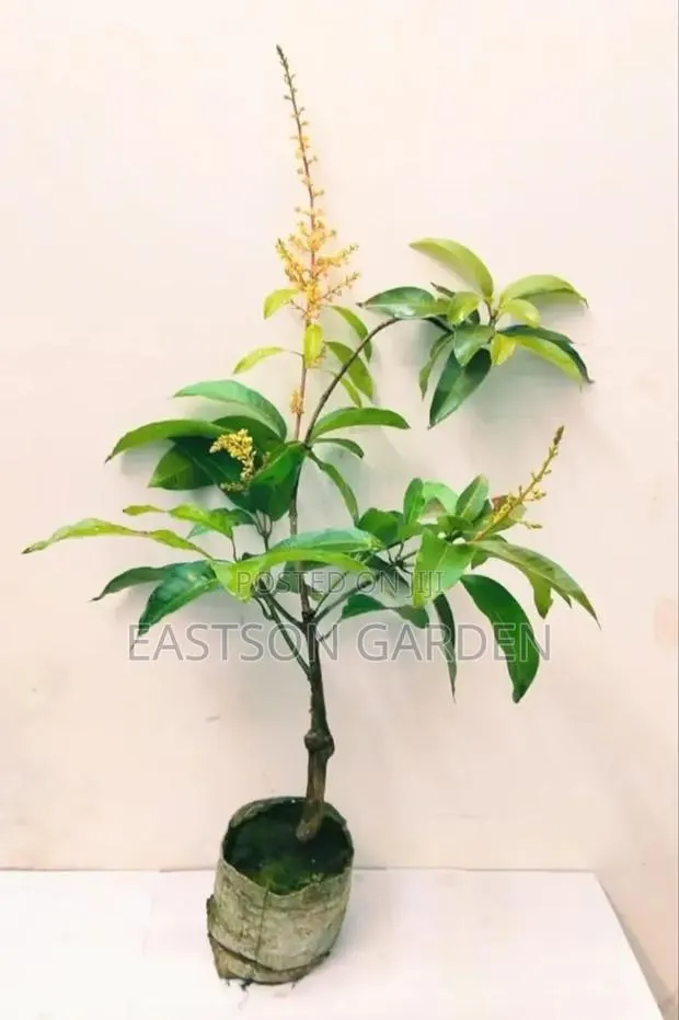Jumbo Dwarf Mango Seedlings · Photo 3
