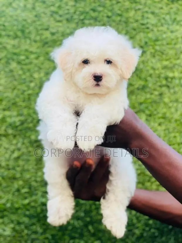1-3 months Male Purebred Maltese · Photo 1