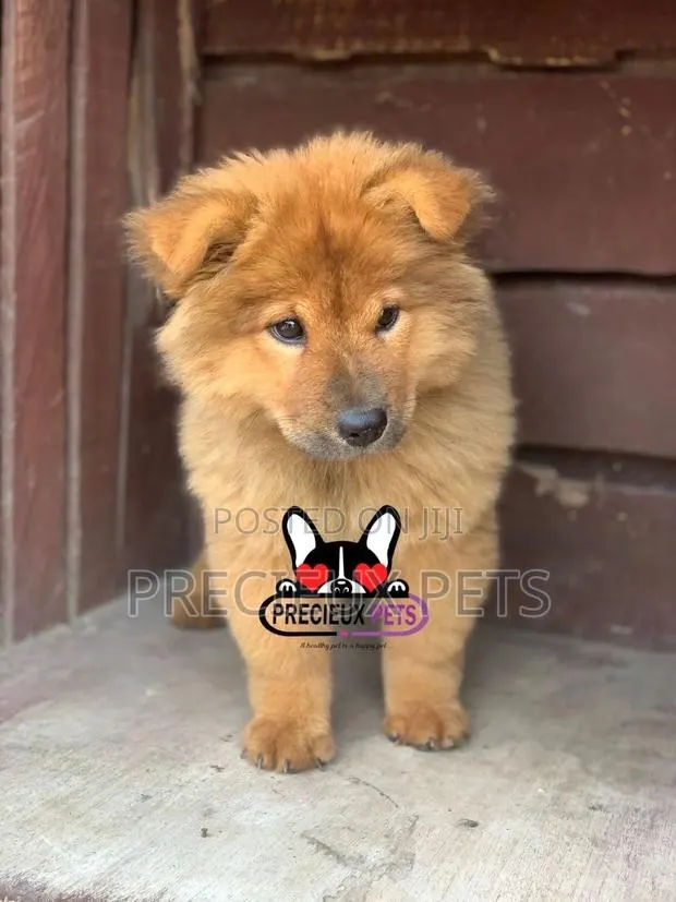 1-3 Months Male Purebred Chow Chow · Photo 1