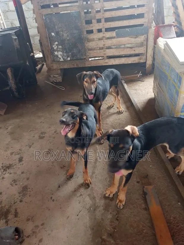 6-12 months Female Mixed Breed German Shepherd · Photo 1