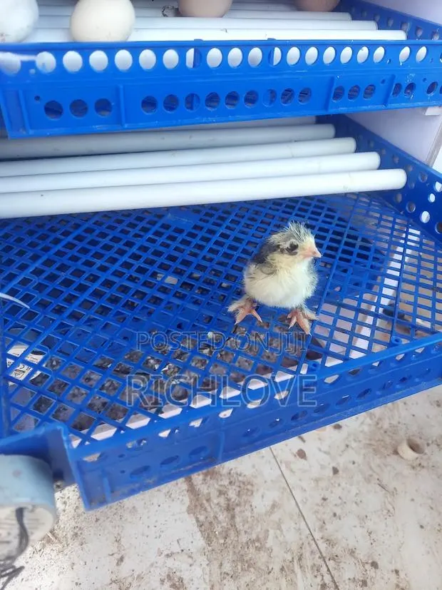 Brahma Chicks for Sale · Photo 1