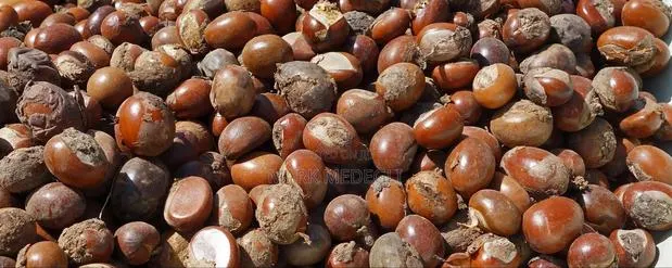 Raw Shea Nuts Available in Ghana · Photo 1