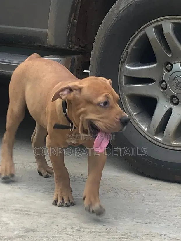 3-6 months Female Purebred Boerboel · Photo 1