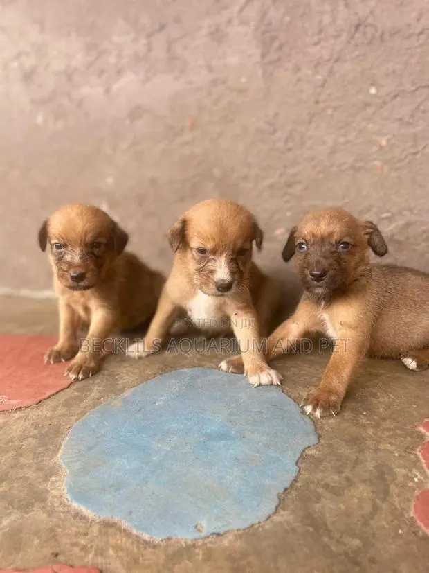 1-3 months Female Purebred Dog · Photo 1