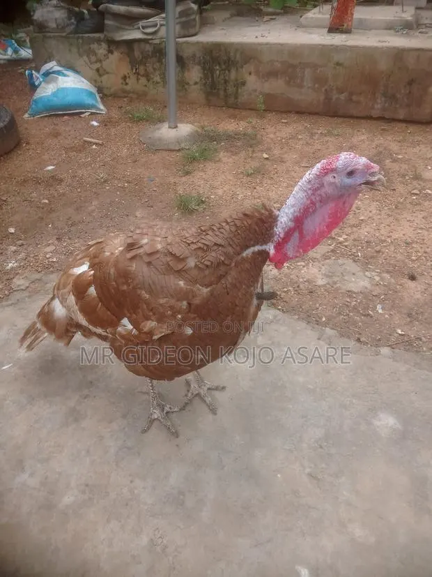 Red Bourbon Turkey · Photo 1