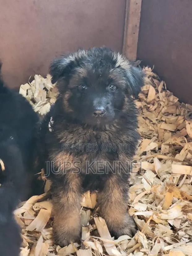 1-3 months Male Purebred German Shepherd · Photo 1