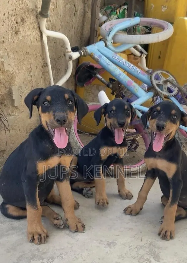 1-3 months Female Purebred Doberman Pinscher · Photo 1