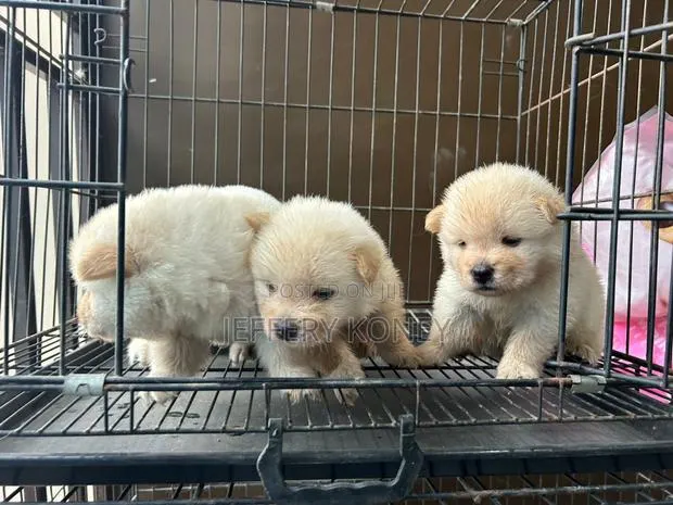 1-3 months Male Purebred Chow Chow · Photo 1